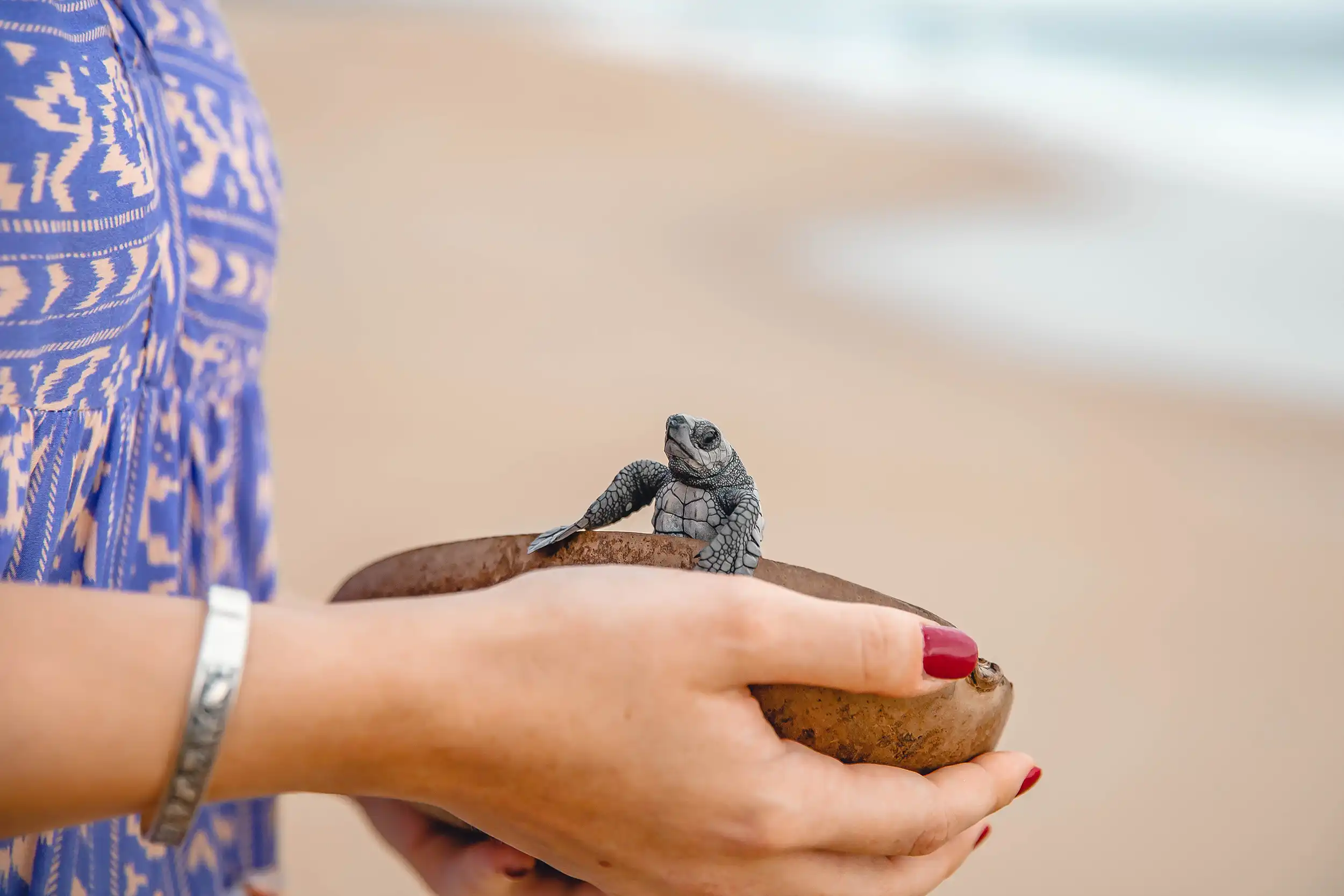 Private baby sea turtle release tour in Puerto Escondido