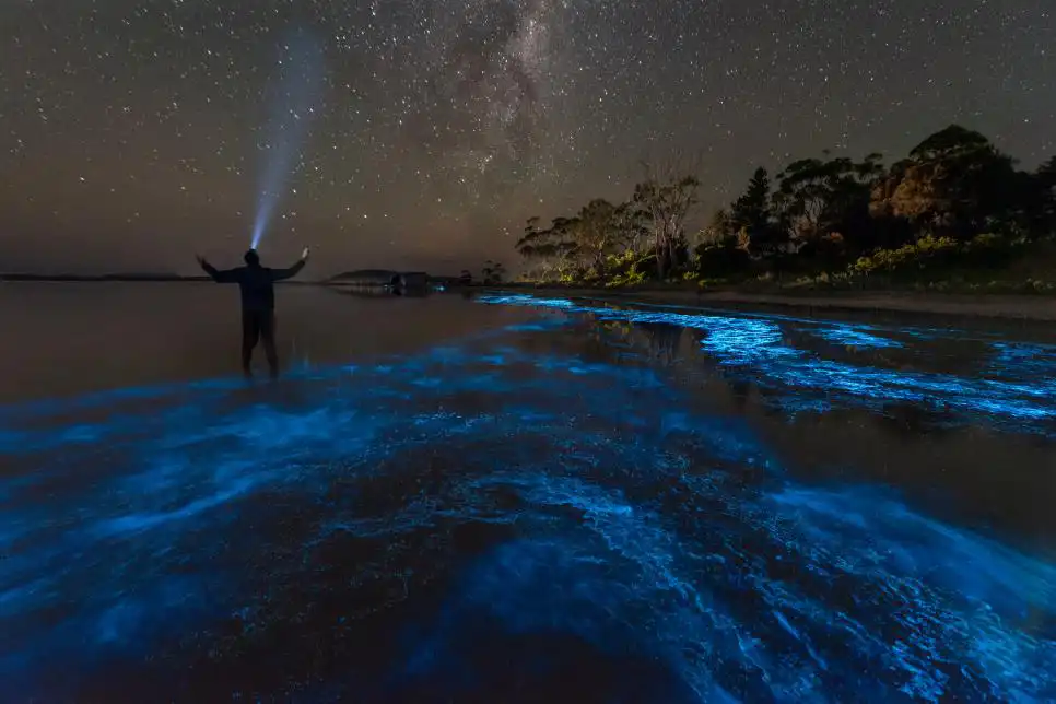 bioluminescence in puerto escondido