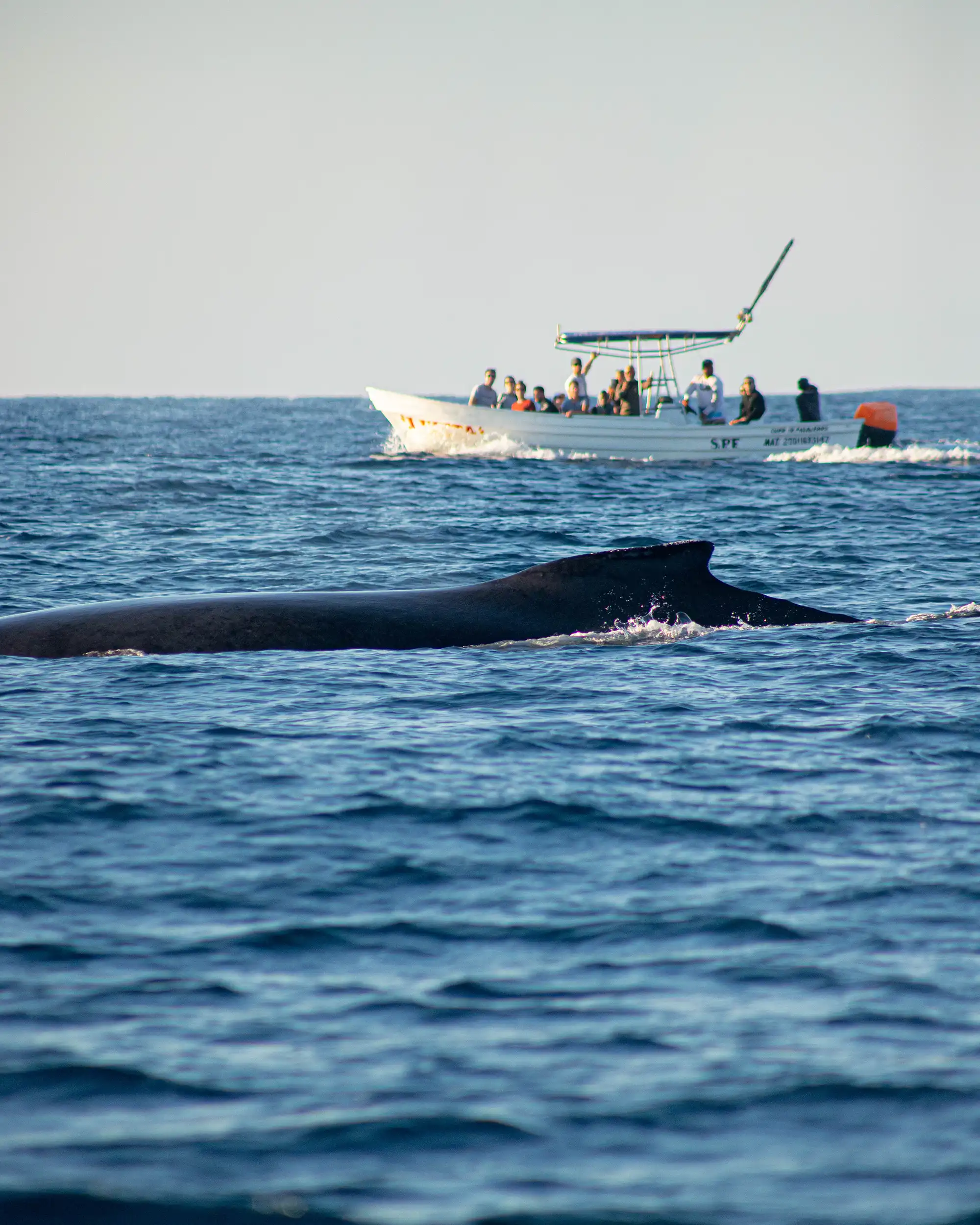 whale in ocean near boat of tourists in puerto escondido 