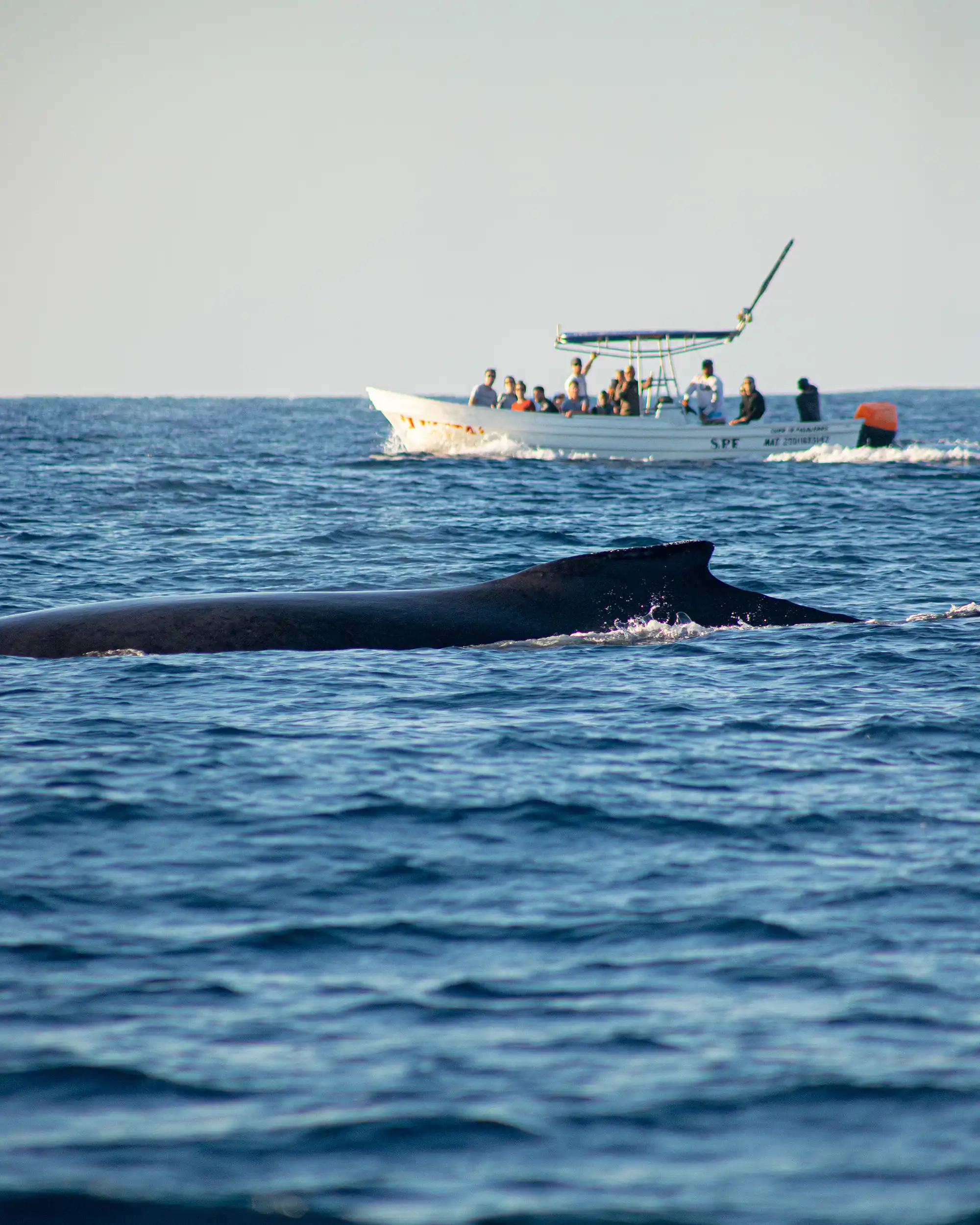 whale in ocean near boat of tourists in puerto escondido