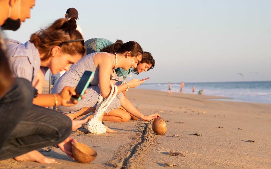 What is the baby sea turtle release about?