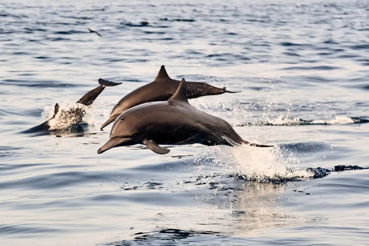 Dolphin watching in Puerto Escondido​