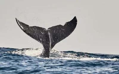 Best Whale Watching Season In Puerto Escondido