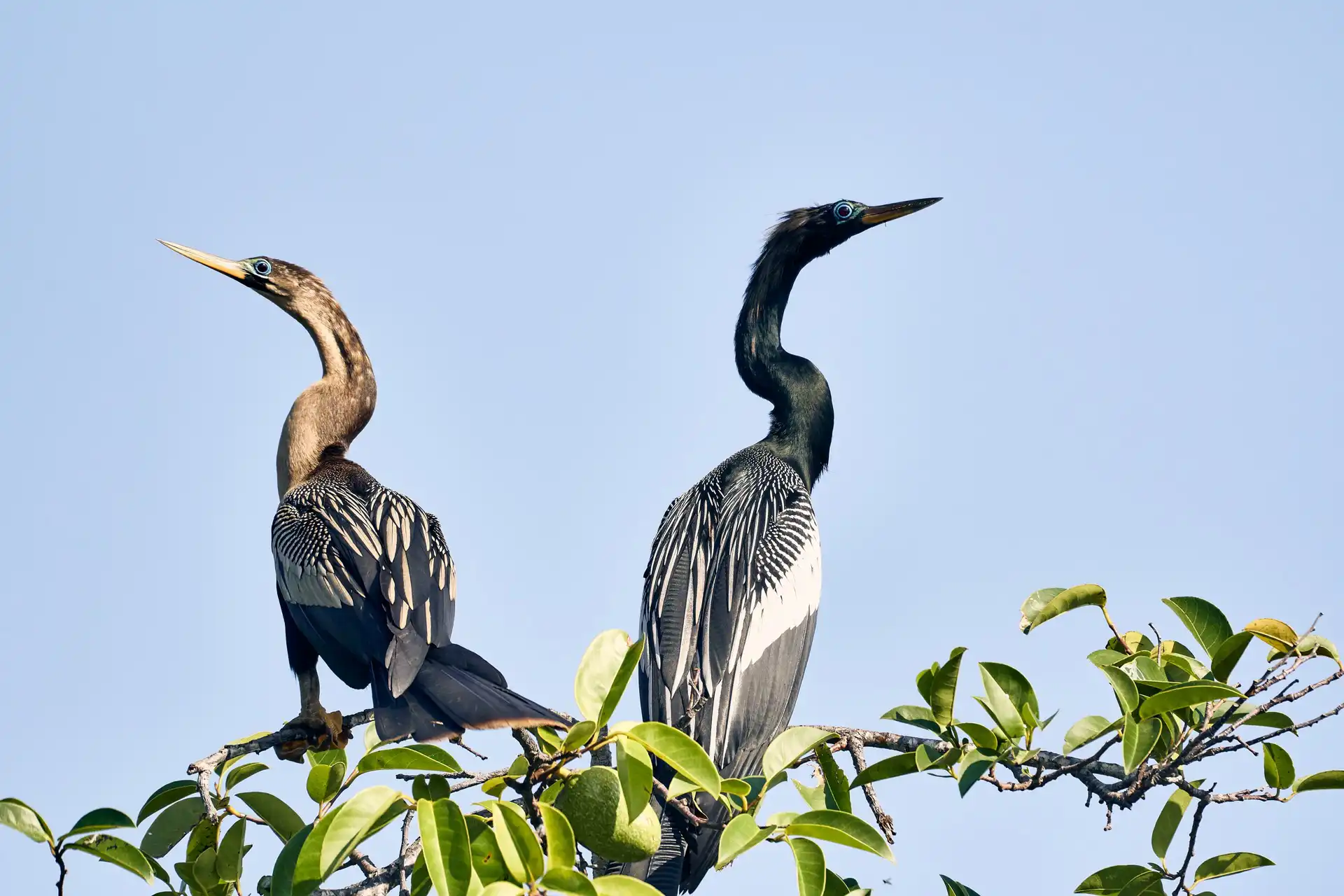 Manialtepec Lagoon: a birdwatching and mangrove guide near Puerto Escondido 3 Waterbirds in the mangrove channels of Manialtepec Lagoon, Oaxaca