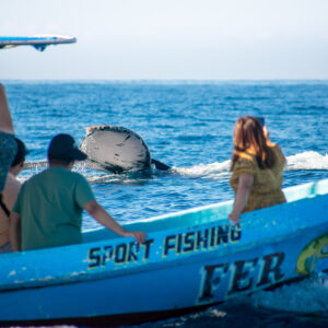 Tour Dolphin Watching in Puerto Escondido
