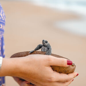 Baby Sea Turtle Release Tour in Puerto Escondido