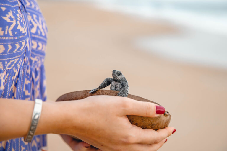 Baby Sea Turtle Release Tour in Puerto Escondido 8 Baby Sea Turtle Release Tour in Puerto Escondido
