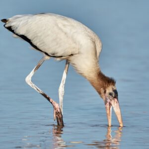 Birdwatching Lagoon Adventure