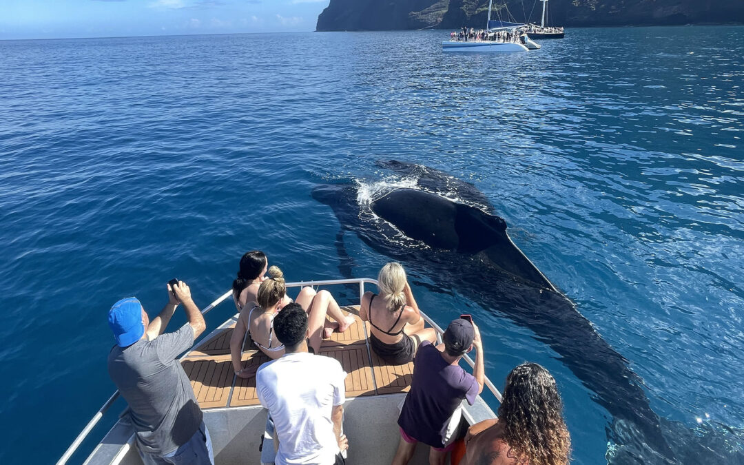 Tourists on a boat in Puerto Escondido with a huge whale beside them, just below the surface of the water