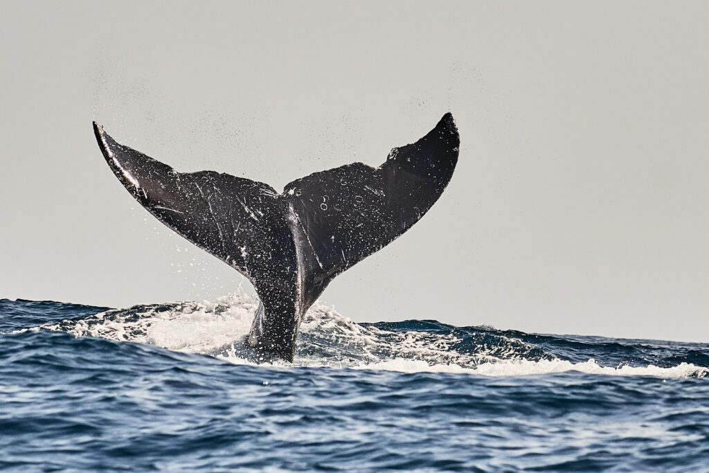 Huge whale tail splashing out of the Ocean in Puerto Escondido