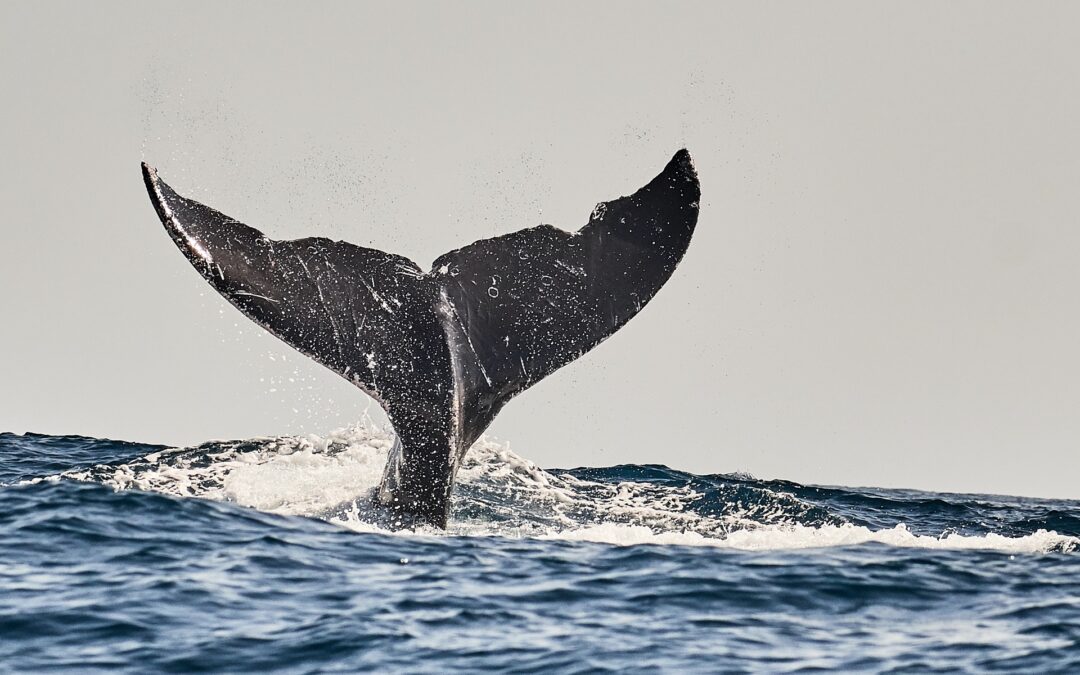 Huge whale tail splashing out of the Ocean in Puerto Escondido