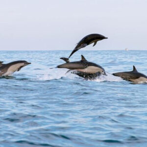 Avistamiento de Delfines en Puerto Escondido