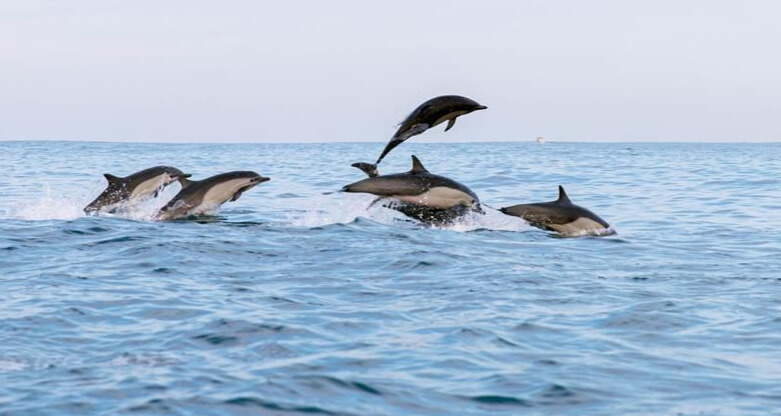 Avistamiento de Delfines en Puerto Escondido
