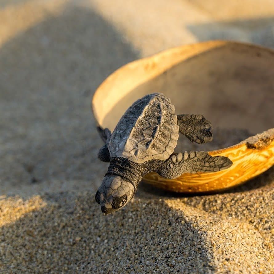 LIBERACION DE TORTUGAS 13